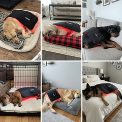 Red Light Therapy Pad For Dogs and Cats